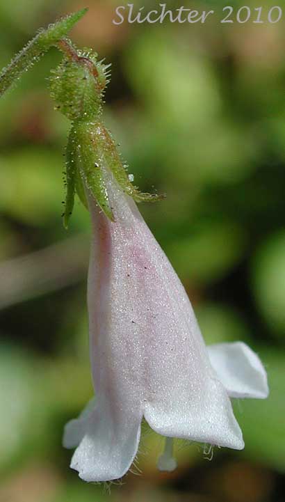 Close-up of a flower of American Twinflower, Northern Twinflower, Twin Flower: Linnaea borealis